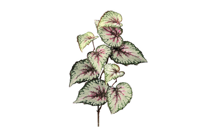 Blattbegonie 65 cm in grün