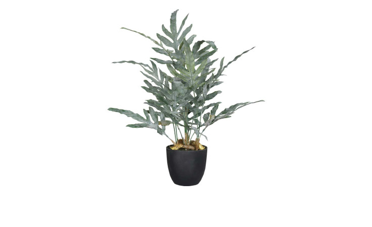 Farn 50 cm in einem schwarzen Pflanztopf