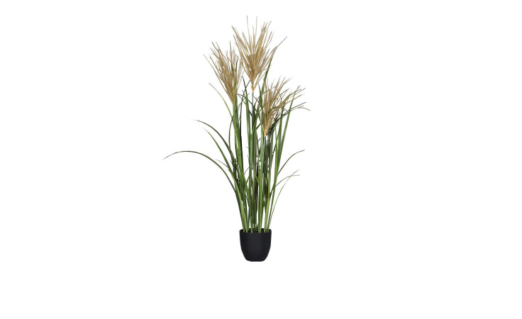 Miscanthus-Gras 101 cm 