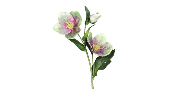 Christrose 33 cm 