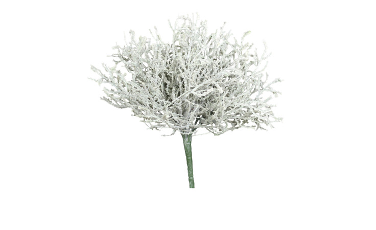 Calocephalus-Pick 24 cm