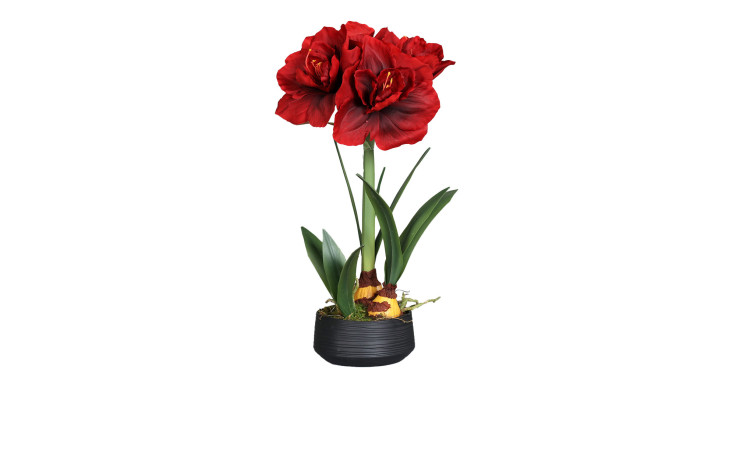 Amaryllis-Arrangement 50 cm