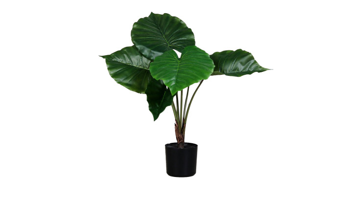Taro 55 cm 
