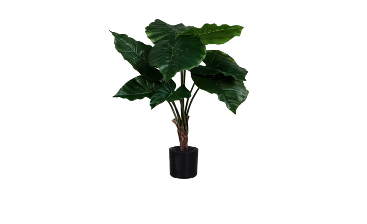 Taro 59 cm 