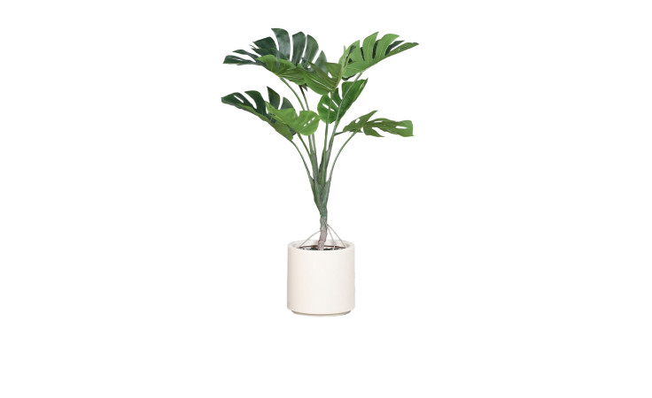 Monstera 110 cm