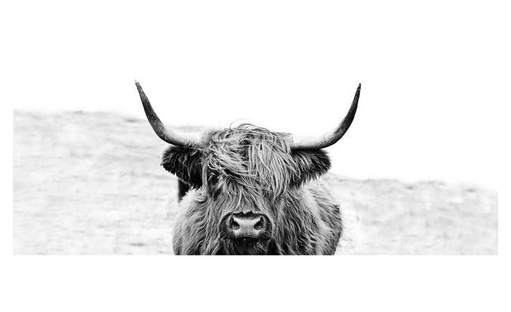 Glasbild Scott. Highland Cattle 30 x 80 cm mit einem Bullen