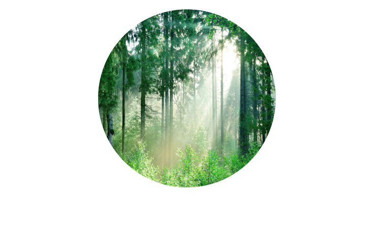 Glasbild Forest Harmony mit 30 cm Durchmesser. Glasbild mit dem Thema - Wald.