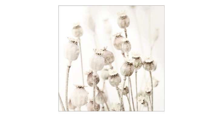 Glasbild Dried Poppies 30 x 30 cm. Glasbild mit dem Thema - Floral.