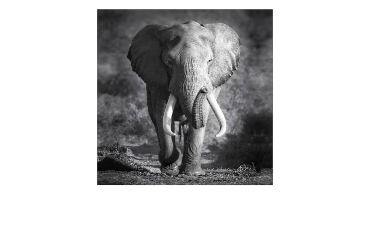 Leinwandbild Grey Elephant Head 30 x 30 cm