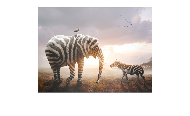 Leinwandbild Striped Animal Meeting 60 x 80 cm
