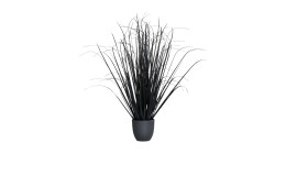Gras 100 cm 