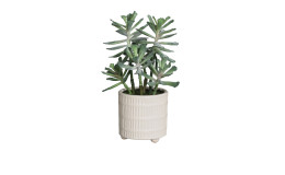 Sukkulenten Arrangement 26 cm 