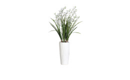 Dendobrie 100 cm