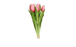 Tulpen Bund 31 cm