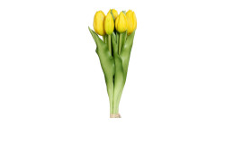 Tulpen Bund 31 cm