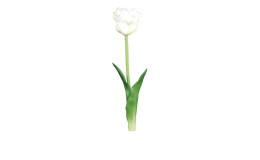 Tulpe 45 cm in weiß