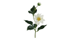 Dahlien-Pick 40 cm aus Kunststoff mit weißen Blüten und grünen Stiel und Blätter.