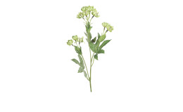 Astrantia 60 cm aus Kunststoff mit grünen Blüten, Stiel und Blätter.