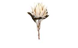 Protea 55 cm aus Kunststoff mit einer weißen Blüte, braunen Stiel und grünen Blätter.