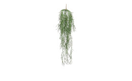 Sukkulenten-Hänger 75 cm in grün