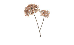 Holunderblüte 71 cm in braun