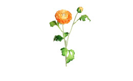Ranunkel 60 cm in orange