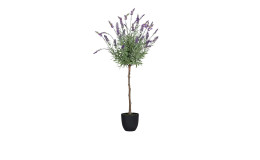 Lavendel-Kugelbaum 90 cm in einem schwarzen Pflanztopf