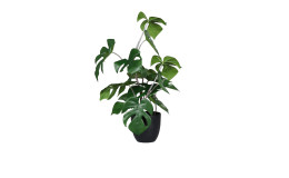 Monstera 47 cm