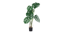 Monstera 70 cm