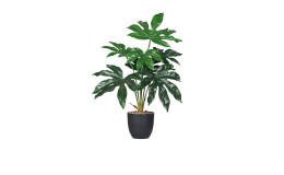 Rizinus 60 cm 