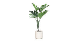 Monstera 95 cm