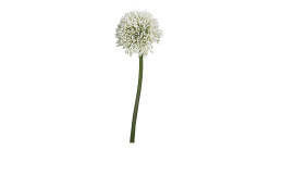 Allium 86 cm aus Kunststoff in weiß mit grünen Stiel.