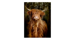 Glasbild Scottish Highland Cattle 60 x 80 cm, mit einem Bulle