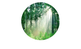 Glasbild Forest Harmony mit 30 cm Durchmesser. Glasbild mit dem Thema - Wald.