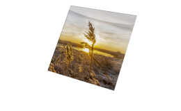 Glasbild Dried Fiber 20 x 20 cm. Glasbild mit dem Thema - Natur.