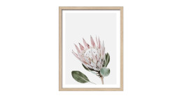 Rahmenbild King Protea 33 x 43 cm