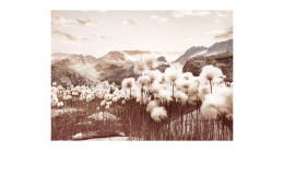 Alubild Polar Flower Field 70 x 100 cm