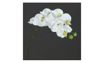 Orchidee-Phalaenopsis 80 cm mit einem grünen Stiel und weißen Blüten. Auf einem grauen Hintergrund.