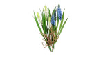 Muscari Pick 22cm in einer mehrfarbigen Ausführung