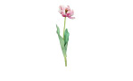 Tulpe 64cm in pink
