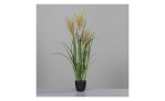 Miscanthus-Gras 101 cm , mit einem grauen Hintergrund