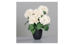 Hortensie 45 cm