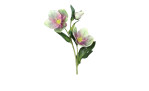 Christrose 33 cm 
