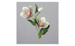 Christrose 33 cm 