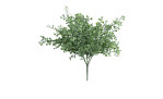 Gingko-Busch 25 cm