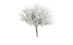 Calocephalus-Pick 24 cm