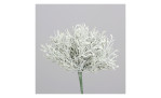 Calocephalus-Pick 24 cm
