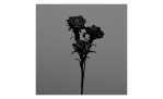 Rose 100 cm