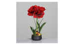 Amaryllis-Arrangement 50 cm