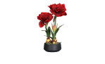 Amaryllis-Arrangement 55 cm